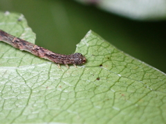 Sarisa muriferata