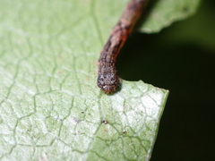 Sarisa muriferata