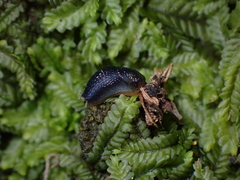 Kobeltia