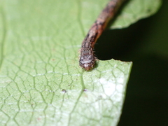 Sarisa muriferata