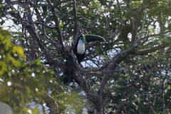 Ramphastos tucanus