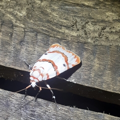 Cyana perornata