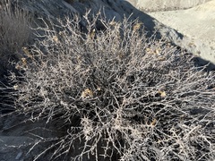 Hecastocleis shockleyi