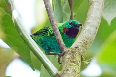 Chlorochrysa calliparaea