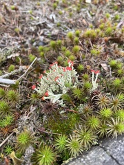 Cladonia cristatella
