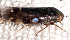 Xestocephalus brunneus