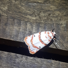 Cyana perornata