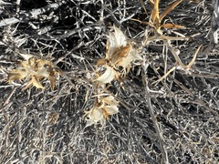 Hecastocleis shockleyi