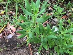 Dimorphotheca ecklonis