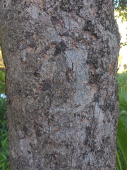Myristica insipida