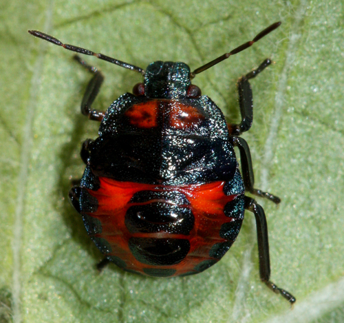 Podisus sagitta