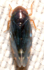 Xestocephalus brunneus