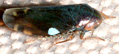 Xestocephalus brunneus