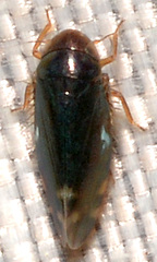 Xestocephalus brunneus