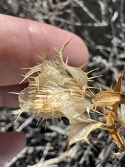 Hecastocleis shockleyi