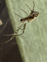 Trichonephila edulis