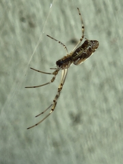 Trichonephila edulis