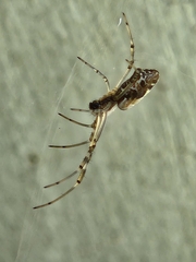 Trichonephila edulis