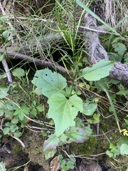 Cardamine cordifolia