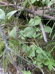 Cardamine cordifolia