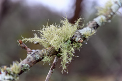 Usnea hirta