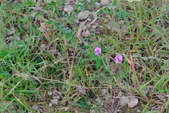 Tephrosia cinerea