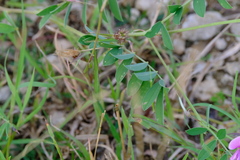 Tephrosia cinerea