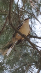 Mimus saturninus