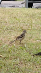 Mimus saturninus
