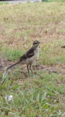 Mimus saturninus