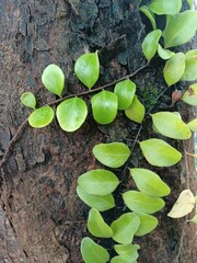 Pyrrosia