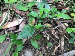 Oplismenus hirtellus