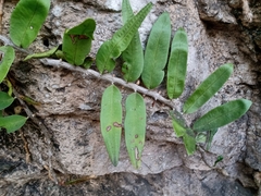 Polypodiaceae