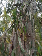Eucalyptus tereticornis