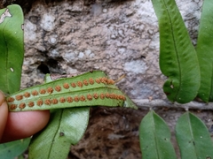 Polypodiaceae
