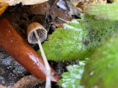 Panaeolus papilionaceus