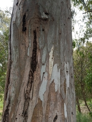Eucalyptus tereticornis