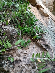 Polypodiaceae
