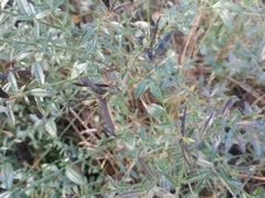 Genista tinctoria