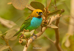 Tangara cyanoventris