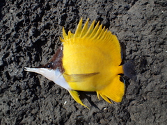 Forcipiger flavissimus