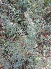 Genista tinctoria