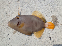 Cantherhines macrocerus