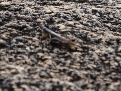 Stenocatantops angustifrons