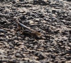 Stenocatantops angustifrons