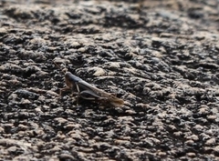 Stenocatantops angustifrons