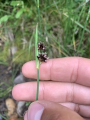 Juncus ensifolius