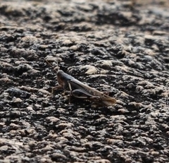 Stenocatantops angustifrons