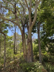 Eucalyptus tereticornis