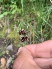 Juncus ensifolius